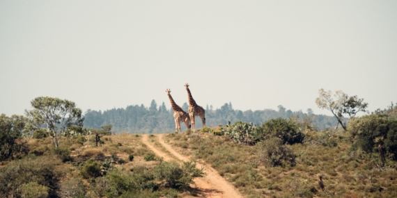 Şükür Kavuşturana: Rust, 2021 İlkbaharında Konsollara Geliyor