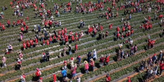 Avustralya’da 1522 Kişinin Katıldığı Çilek Toplama Etkinliğinde İki Dünya Rekoru Kırıldı